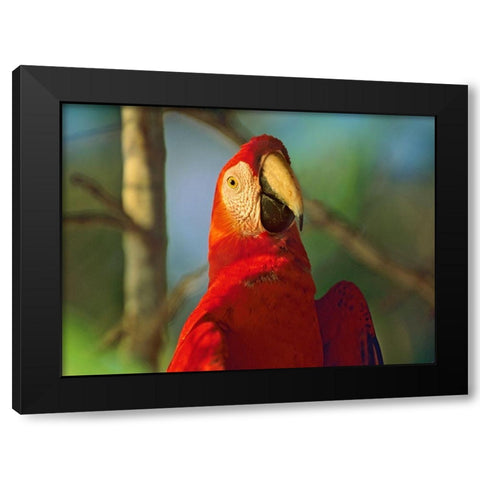 Scarlet Macaw Black Modern Wood Framed Art Print with Double Matting by Fitzharris, Tim