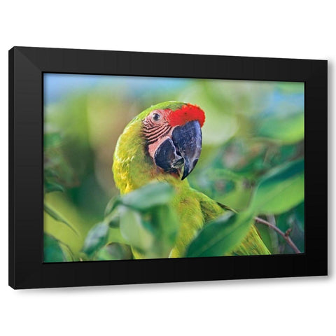 Great Green Macaw I Black Modern Wood Framed Art Print with Double Matting by Fitzharris, Tim