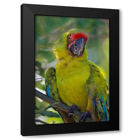 Great Green Macaw II Black Modern Wood Framed Art Print by Fitzharris, Tim