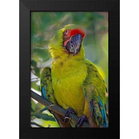 Great Green Macaw II Black Modern Wood Framed Art Print by Fitzharris, Tim