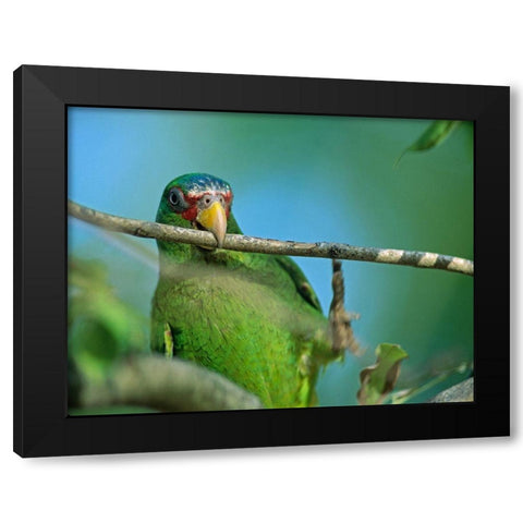 White-fronted Parrot II Black Modern Wood Framed Art Print with Double Matting by Fitzharris, Tim