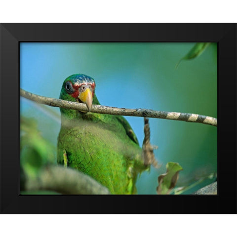 White-fronted Parrot II Black Modern Wood Framed Art Print by Fitzharris, Tim