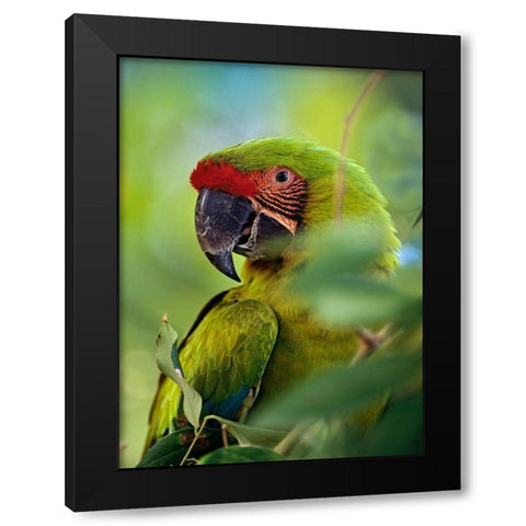 Great Green Macaw III Black Modern Wood Framed Art Print by Fitzharris, Tim