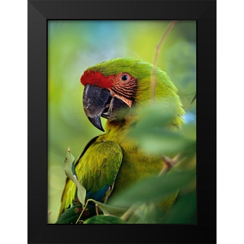 Great Green Macaw III Black Modern Wood Framed Art Print by Fitzharris, Tim