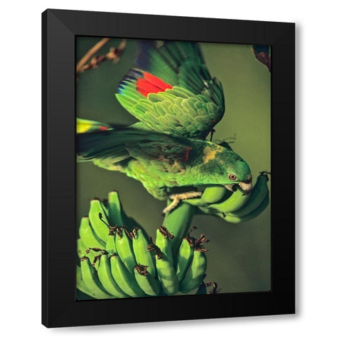 Yellow-naped Parrot Black Modern Wood Framed Art Print by Fitzharris, Tim