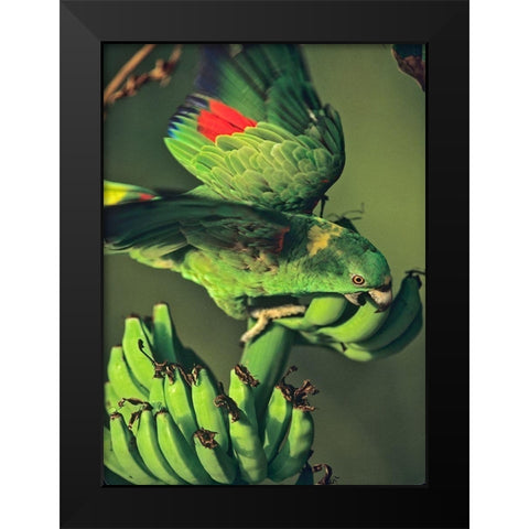 Yellow-naped Parrot Black Modern Wood Framed Art Print by Fitzharris, Tim