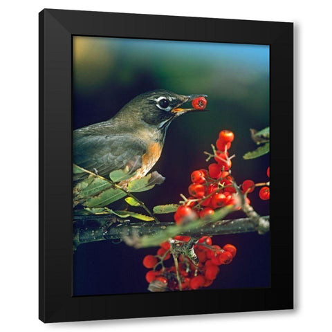 American Robin with Mountain Ash Berries Black Modern Wood Framed Art Print with Double Matting by Fitzharris, Tim