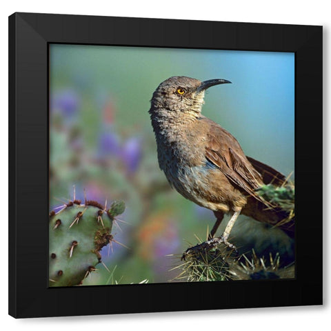 Curve-billed Thrasher-Arizona Black Modern Wood Framed Art Print by Fitzharris, Tim