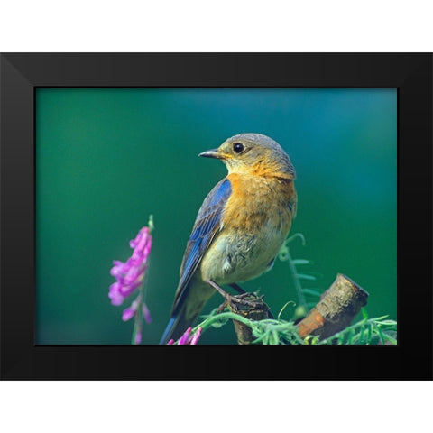 Eastern Bluebird Female I Black Modern Wood Framed Art Print by Fitzharris, Tim