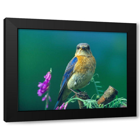 Eastern Bluebird Female II Black Modern Wood Framed Art Print with Double Matting by Fitzharris, Tim