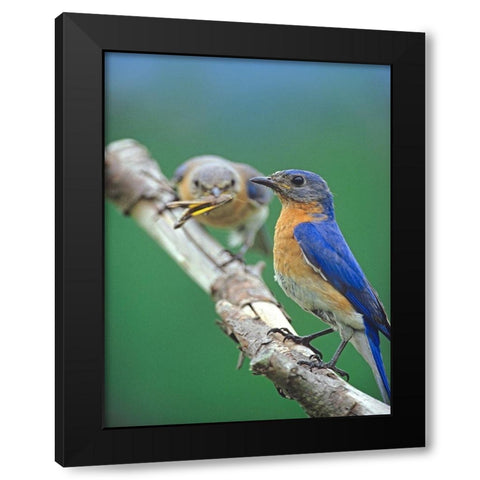 Eastern Bluebirds-male and female Black Modern Wood Framed Art Print with Double Matting by Fitzharris, Tim