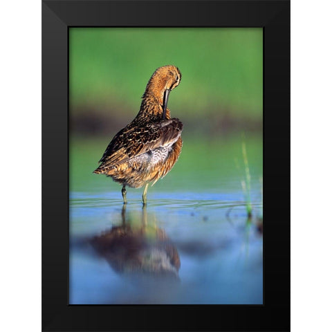 Long-billed Dowitcher Preening Black Modern Wood Framed Art Print by Fitzharris, Tim