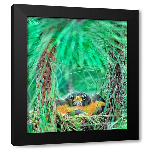 American Robin on the Nest Black Modern Wood Framed Art Print with Double Matting by Fitzharris, Tim