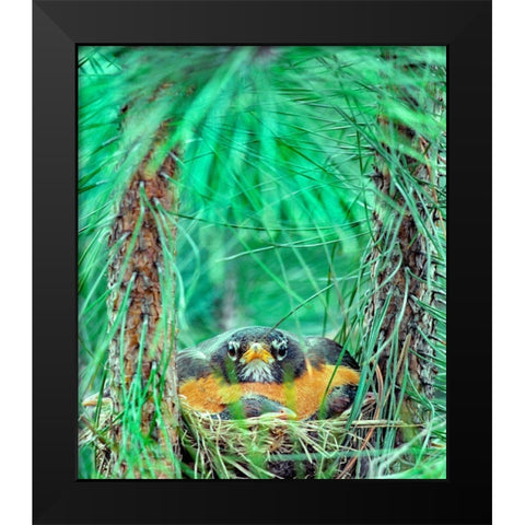 American Robin on the Nest Black Modern Wood Framed Art Print by Fitzharris, Tim