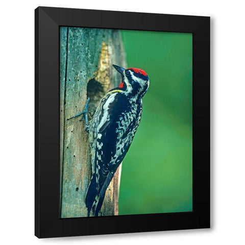 Yellow-bellied Sapsucker Black Modern Wood Framed Art Print with Double Matting by Fitzharris, Tim