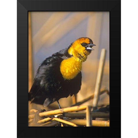 Yellow-headed Blackbird Black Modern Wood Framed Art Print by Fitzharris, Tim