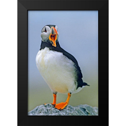 Atlantic Puffin I Black Modern Wood Framed Art Print by Fitzharris, Tim