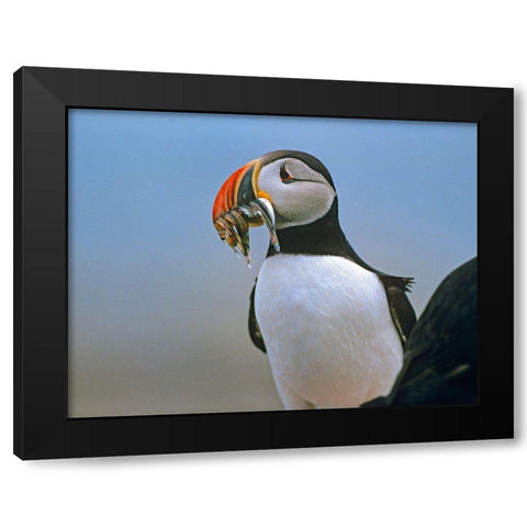 Atlantic Puffin II Black Modern Wood Framed Art Print by Fitzharris, Tim