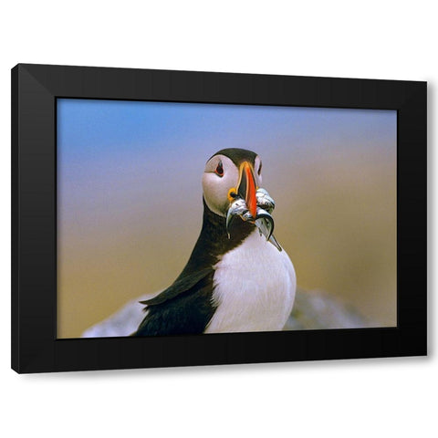 Atlantic Puffin IV Black Modern Wood Framed Art Print by Fitzharris, Tim