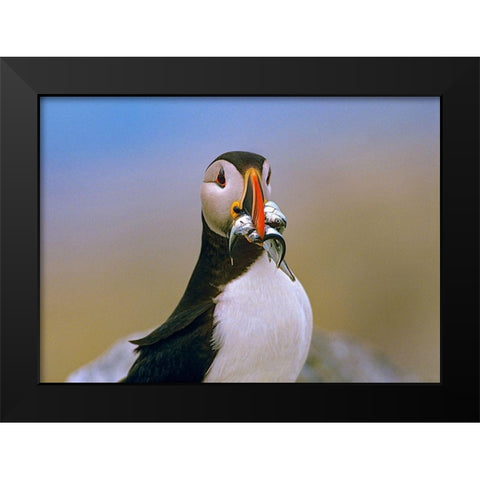 Atlantic Puffin IV Black Modern Wood Framed Art Print by Fitzharris, Tim