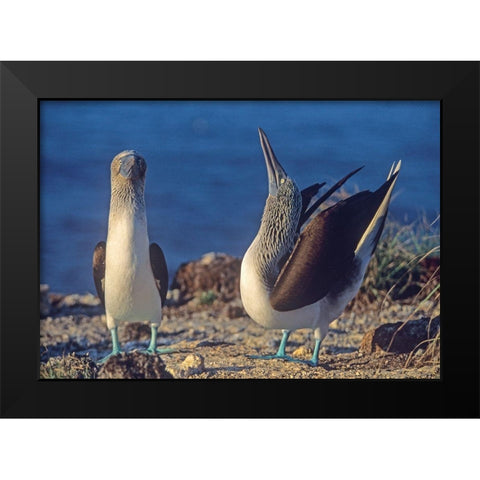 Blue-footed Boobies Courtship in Display Black Modern Wood Framed Art Print by Fitzharris, Tim