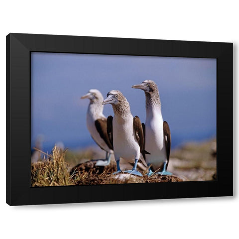 Blue-footed Boobies Black Modern Wood Framed Art Print by Fitzharris, Tim