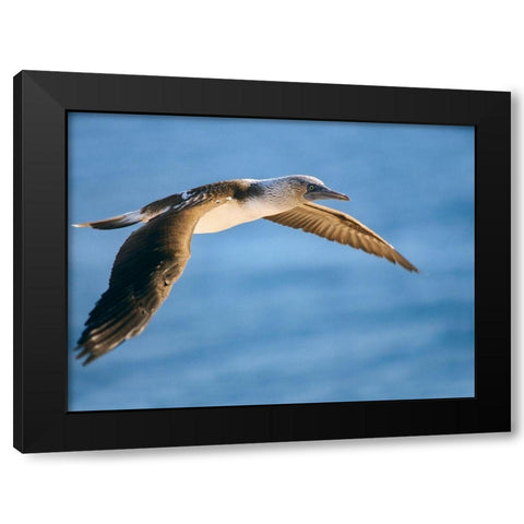 Blue-footed Booby in Flight Black Modern Wood Framed Art Print with Double Matting by Fitzharris, Tim