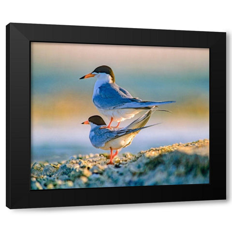 Common Terns Black Modern Wood Framed Art Print with Double Matting by Fitzharris, Tim