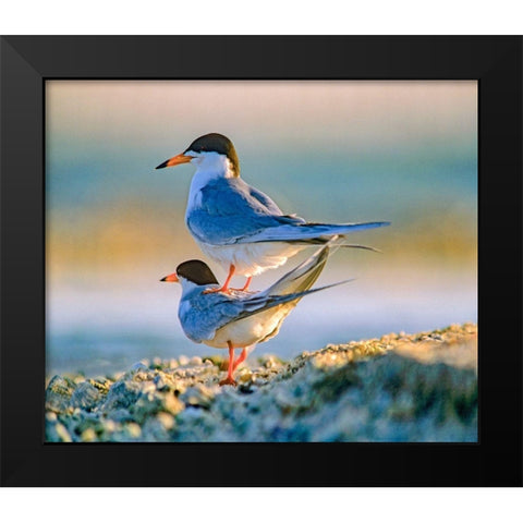 Common Terns Black Modern Wood Framed Art Print by Fitzharris, Tim