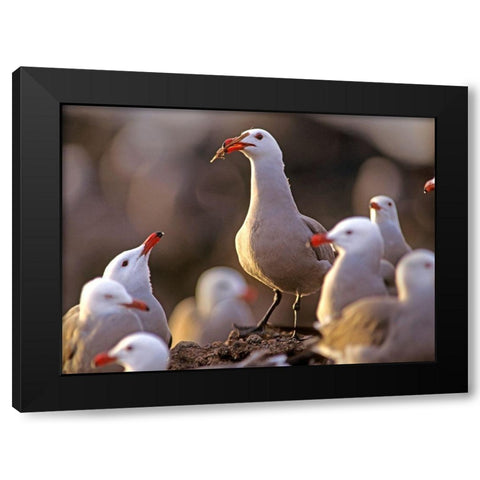 Heermans Gulls Black Modern Wood Framed Art Print with Double Matting by Fitzharris, Tim