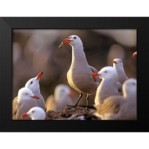 Heermans Gulls Black Modern Wood Framed Art Print by Fitzharris, Tim