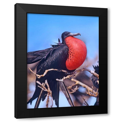 Magnificent Frigatebird in Courtship Display Black Modern Wood Framed Art Print by Fitzharris, Tim