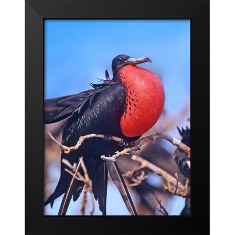 Magnificent Frigatebird in Courtship Display Black Modern Wood Framed Art Print by Fitzharris, Tim