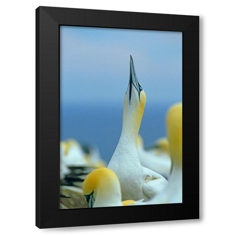 Northern Gannet I Black Modern Wood Framed Art Print by Fitzharris, Tim