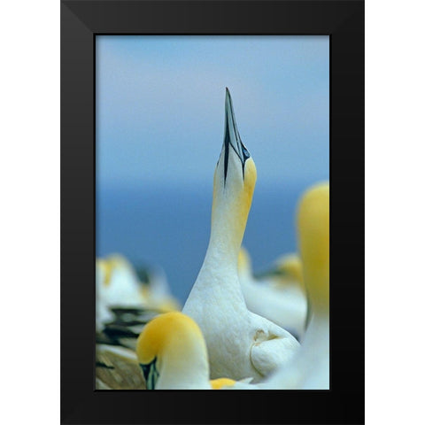 Northern Gannet I Black Modern Wood Framed Art Print by Fitzharris, Tim