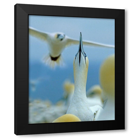 Northern Gannets at Rookery-Bonaventure Island-Quebec Black Modern Wood Framed Art Print by Fitzharris, Tim