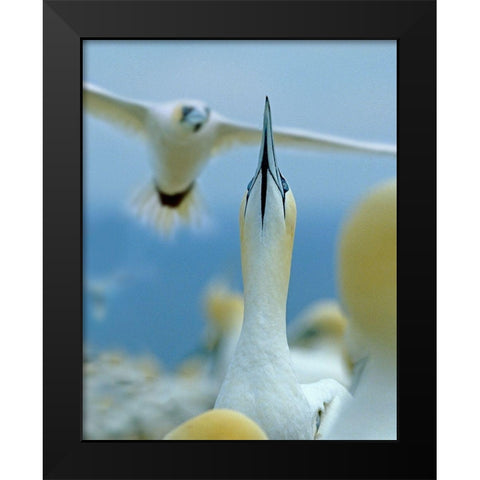 Northern Gannets at Rookery-Bonaventure Island-Quebec Black Modern Wood Framed Art Print by Fitzharris, Tim