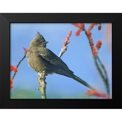 Phainopepla on Ocotillo-Arizona Black Modern Wood Framed Art Print by Fitzharris, Tim