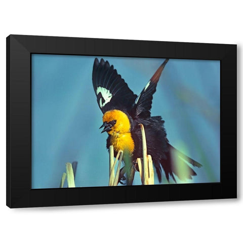 Yellow-headed Blackbird Black Modern Wood Framed Art Print by Fitzharris, Tim