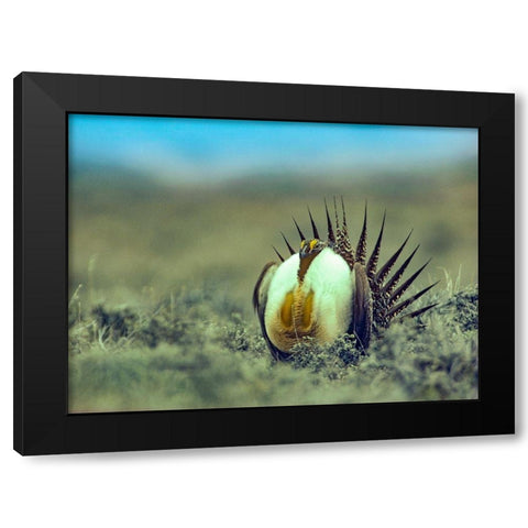 Sage Grouse in Courtship Display Black Modern Wood Framed Art Print with Double Matting by Fitzharris, Tim