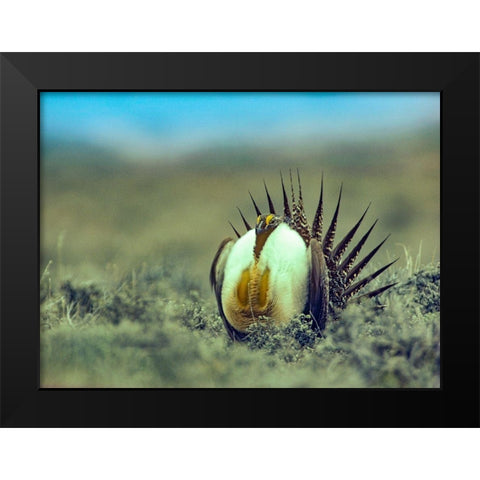 Sage Grouse in Courtship Display Black Modern Wood Framed Art Print by Fitzharris, Tim