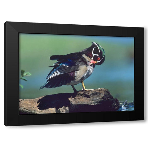 Wood Duck Drake Preening Black Modern Wood Framed Art Print with Double Matting by Fitzharris, Tim