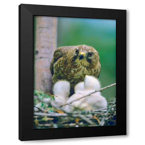 Broad-winged Hawk Black Modern Wood Framed Art Print by Fitzharris, Tim