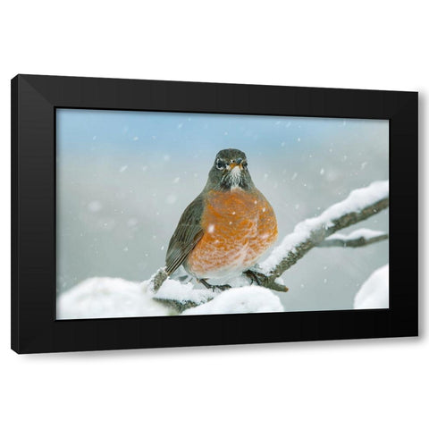 American Robin with Snow Black Modern Wood Framed Art Print with Double Matting by Fitzharris, Tim