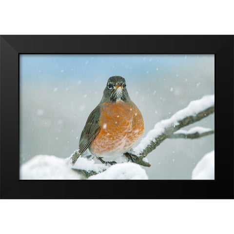 American Robin with Snow Black Modern Wood Framed Art Print by Fitzharris, Tim