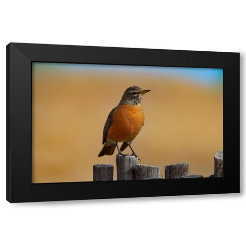 American Robin Black Modern Wood Framed Art Print by Fitzharris, Tim