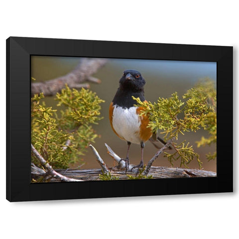 Rufous-sided Towhee Black Modern Wood Framed Art Print with Double Matting by Fitzharris, Tim