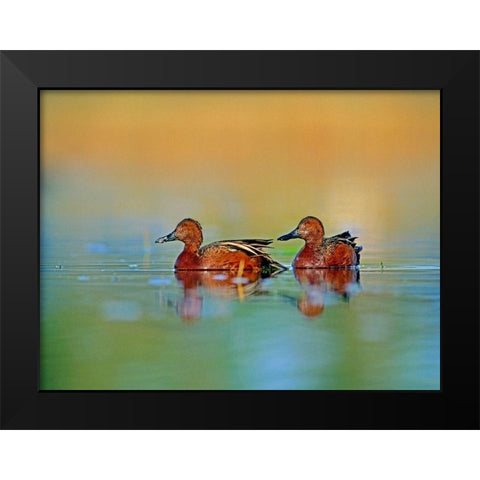 Cinnamon Teals Black Modern Wood Framed Art Print by Fitzharris, Tim