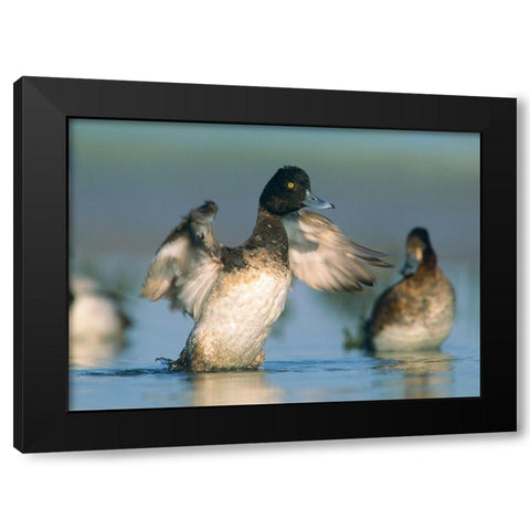 Lesser Scaup Drake Exercising his Wings Black Modern Wood Framed Art Print with Double Matting by Fitzharris, Tim