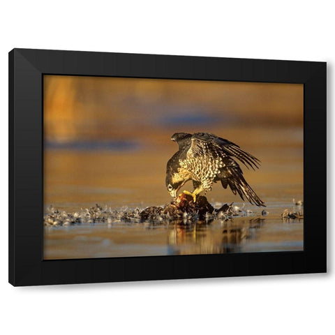 Peregrine Falcon with Prey Black Modern Wood Framed Art Print by Fitzharris, Tim